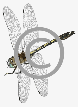 Dragonfly - Png - Illustration #558507