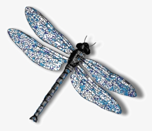 Dragonfly Png Background Image - Dragonfly With No Background #558536