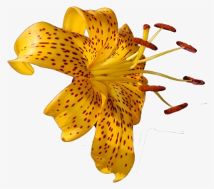 Png Images Of Tropical Flowers Png Transparent Library - Tropical Flower Photo Png #558644