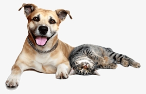 Dog And Cat png download - 1280*1280 - Free Transparent Midnight