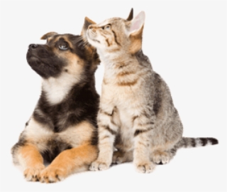 Dog And Cat Png #558971
