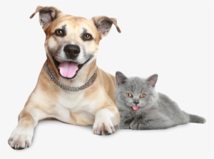 Dog And Cat Sitting Together - Steve Murray: Pet Energy Healing Step By Step #558973