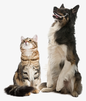 Feeding Advice Per Day - Cat Yawns #558999