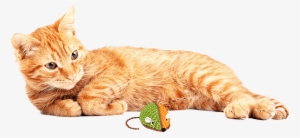 Dog & Cat Toys #559030