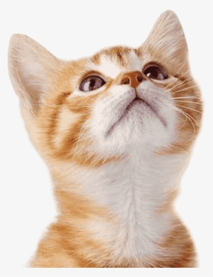 Cat Dog - Kittens Oranje Met Wit #559073