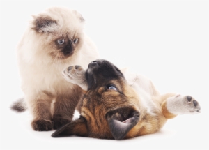 Puppy And Cat Playing - Cat And Dog Playing Png #559098