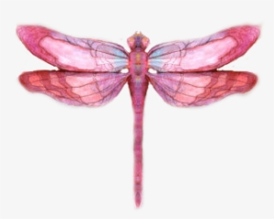 Dragonfly Wings Png View The Entire Photo Gallery - Dragonfly Transparent #559181