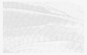 Dragonfly - Dragonfly Wings #559390