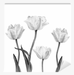 Watercolor Illustration Of A Beautiful White Tulip - Watercolor Painting #559393