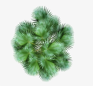 Plant Top View PNG, Transparent Plant Top View PNG Image Free Download ...