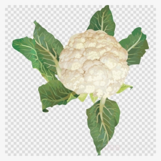 Clip Art Vegetables Clipart Cauliflower Vegetarian - Cauliflower #5500199