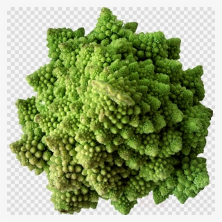 Vegetable Clipart Broccoli Cauliflower Cabbage - Vegetable #5500405