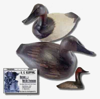 Klopping Family Of Toledo, Ohio - Mallard #5502111