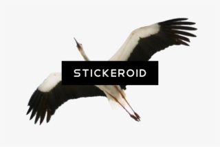 Stork Baby Animals - Stork #5502398