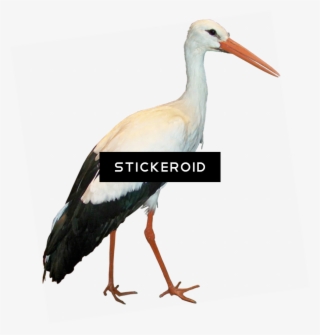 Stork Animals - White Stork #5502449