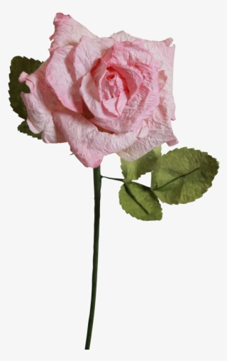 Light Pink Roses - Floribunda #5503460