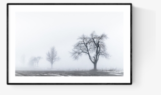 Lost In The Fog #5504016 Lost In The Fog #5504016