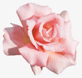 Фото, Автор Lady - Floral Pink Rose Close Up Shower Curtain #5504675
