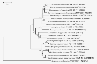 Neighbour Joining Tree Based On Almost Complete 16s - Neighbor Joining #5507212