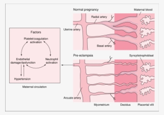 Schematic Representation Of Trophoblast Invasion Of - Trophoblast #5509157