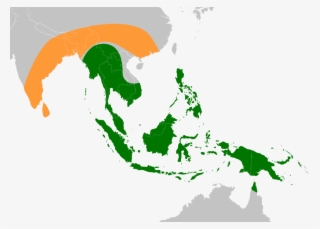Banana Ancestors Original Range #5509158