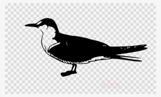 Bird Clip Art Clipart Gulls Bird Clip Art - Vector Graphics #5509957