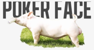 Hair Nation X In Control #5513731