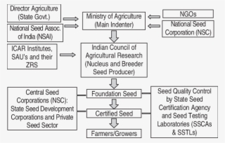 Seed Chain For The Production Of Quality Seed - Seed #5515050