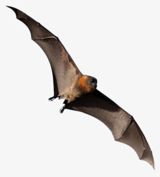 Flying Fox Png #5515806