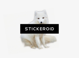 Arctic Fox Animals - Arctic Fox #5515919