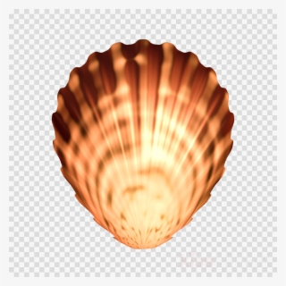 Seashells Png Clipart Cockle Seashell - Portable Network Graphics #5516113