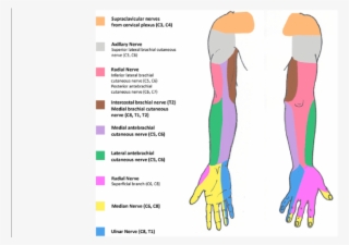 Schematic Representation Of The Sensory Innervation - Cutaneous ...