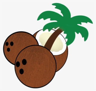 South Florida Coconuts - Florida #5517379