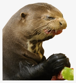 Post - Otter Making Funny Face #5518643