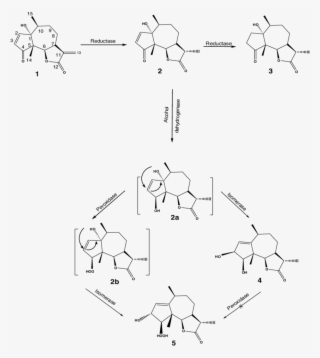 Scheme Possible Metabolic Pathway Of Parthenin By Beauveria - Beauveria Bassiana #5521553