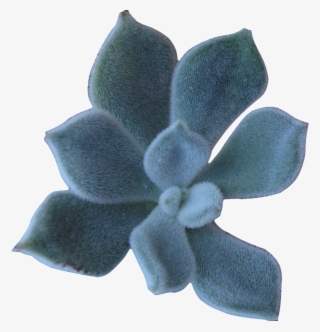 A Succulent Plant Transparent #5522774