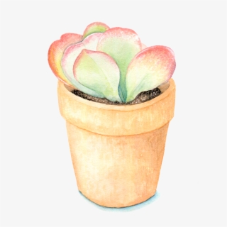Flapjack Succulent - Succulent Plant #5523169