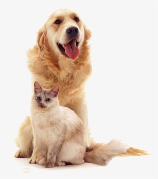 Perro - Gato Y Perro Png #5523595