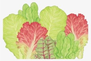 Original - Chard #5524159