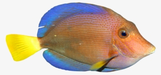 Fish - Peces Con Fondo Transparente #5528654