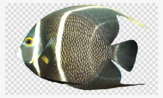 French Angelfish Clipart French Angelfish Freshwater - Vector Graphics #5528794