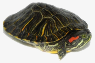 Free Icons Png - Do Water Turtles Look Like #5528797