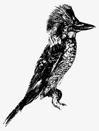 This Free Icons Png Design Of Laughing Kookaburra #5528800