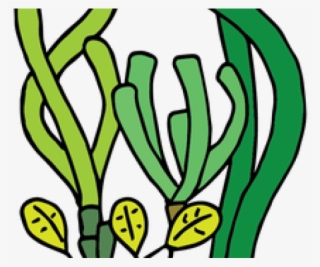 Coral Reef Clipart Seagrass - Seagrass Png #5529100