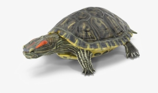 Turtle Png High-quality Image - Red Eared Slider Turtle Png #5529158