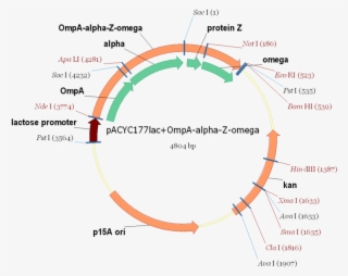 Pacyclac Ompa Alpha Z Omega - Pacyc #5529465
