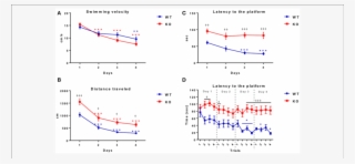 Shows The Swimming Velocity (cm/sec) Of Wt (blue - Morris Water Maze Swimming Velocity #5529991