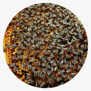 Bees - National Park #5530165