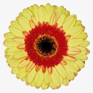 Florist Holland - Barberton Daisy #5530432