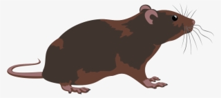 Rodent Control Mesa Arizona - Rodent #5531270